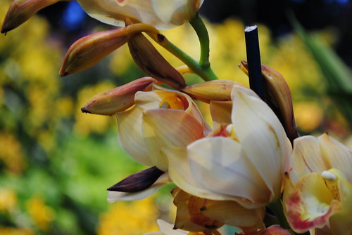 Orchid at NY Botanical Gardens