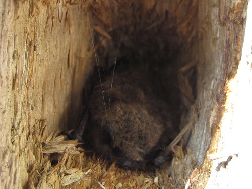 Bat at Warsaw Caves