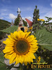 A sunflower at Cameron Highlands Rose Center