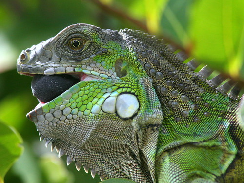Iguana eating Cocoplum 20091120