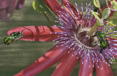 Green Orchid Bee in Flight over Passiflora