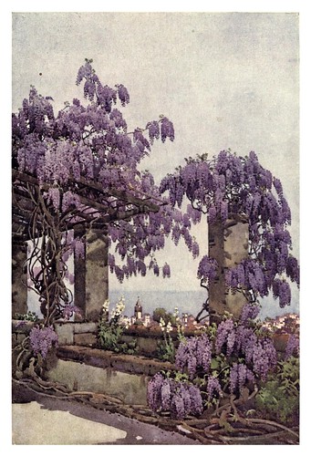 010-Wisteria en Santa Lucia-Madeira-The flowers and gardens of Madeira - Du Cane Florence 1909