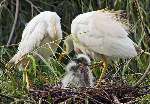 Baby Birdorable: Cattle Egret in Egrets, Baby Birds