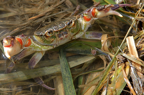 Maltese Freshwater Crab