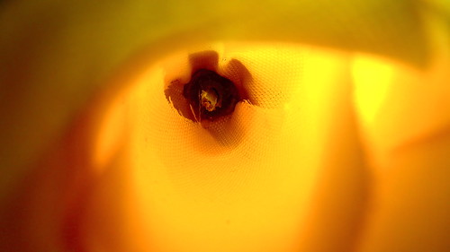 365-206_Inside a Fabric Flower