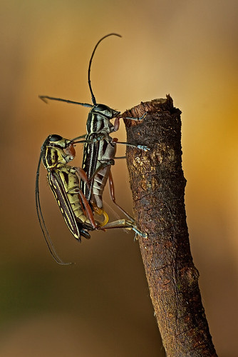 long-horned beetle in love - 1