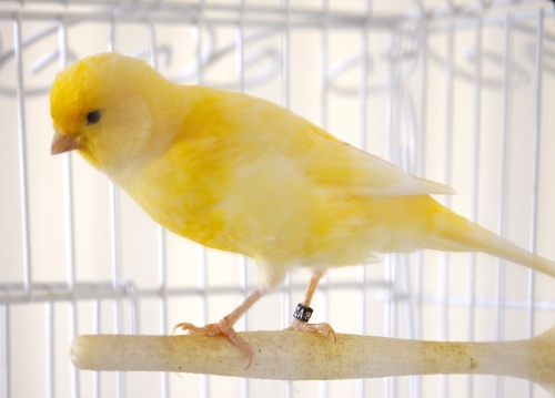 lemon.the.canary