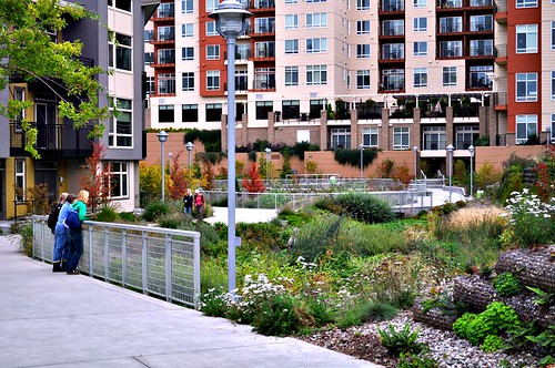 Thornton Creek water channel, with Thornton Place & Aljoya developments in background (by: SvR Design)
