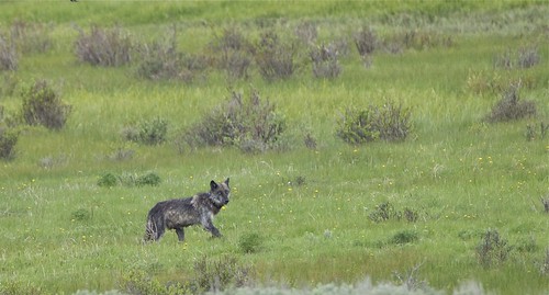 Black wolf - Yellowstone National Park by Mark/MPEG (Midwest Photography Enthusiasts Group)