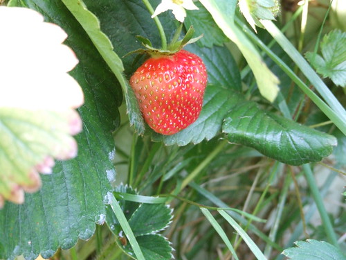 out of season strawberry