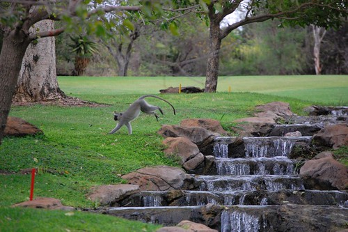 monkeys on the golf course