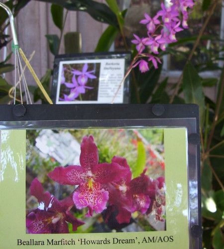 orchid info