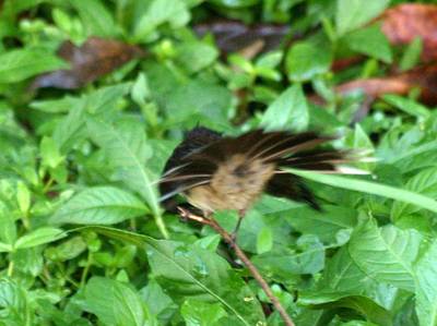Pied Fantail showing vent