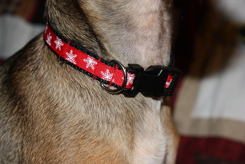 printed-dog-collars