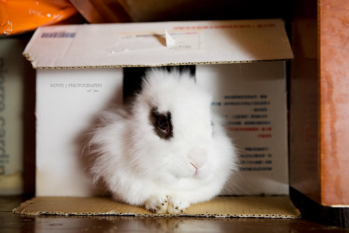 紙箱兔 / rabbit in a box...