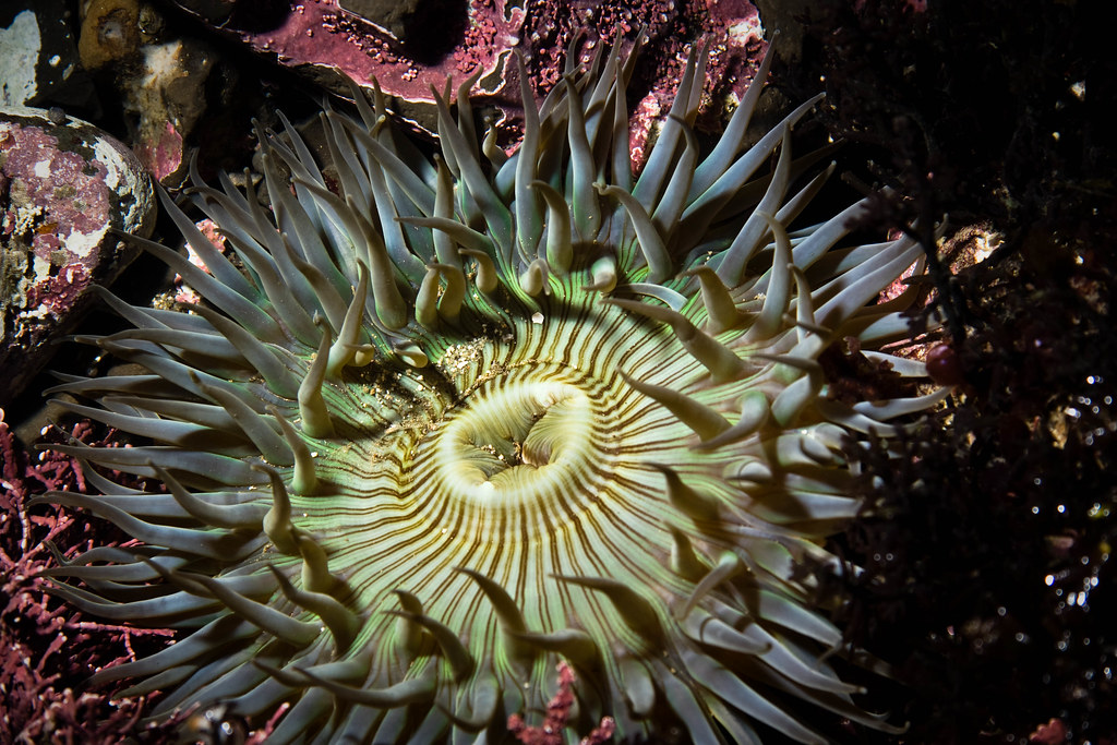 Sea Anemone Macro