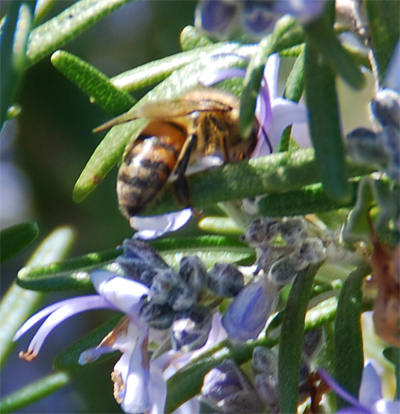 Bee-Rosemary-Close-up_2