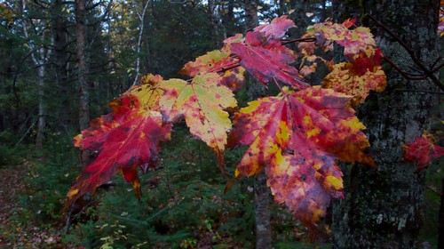 Fall Colours(tm)