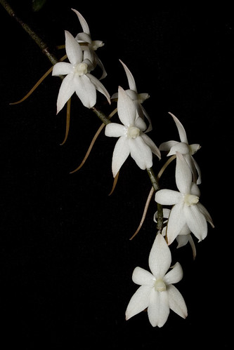 Aerangis bilioba flowers