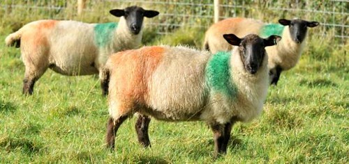 irish-sheep-paint