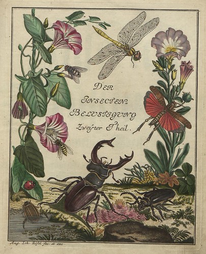 Insecten-Belustigung V.2 frontispiece