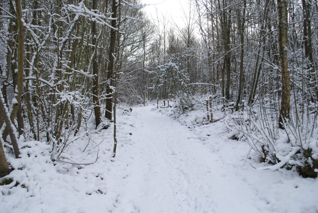 Peplers In Rye Woodland snow scenes