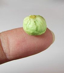 Miniature lettuce on my fingertip :o)
