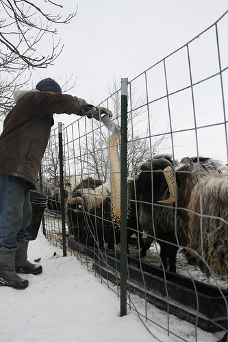 Feeding the Rams