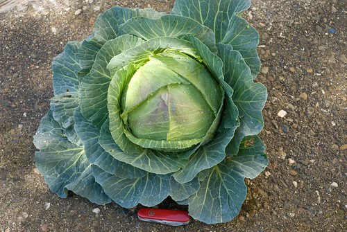 Papa Cabbage Harvest