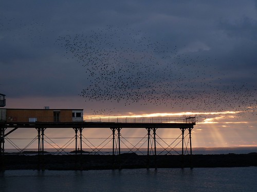12071 - Starlings over Aberystwyth Pier