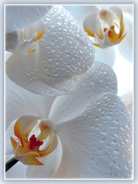 Orchid Misted
