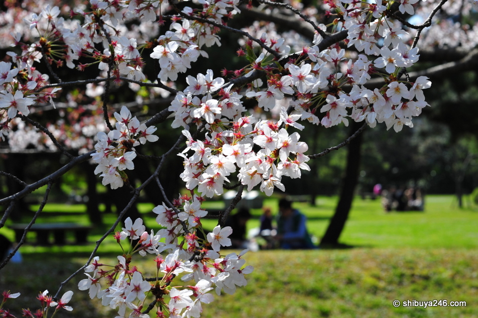 What a wonderful way to spend the day, having a picnic under the sakura trees at Hamarikyu.