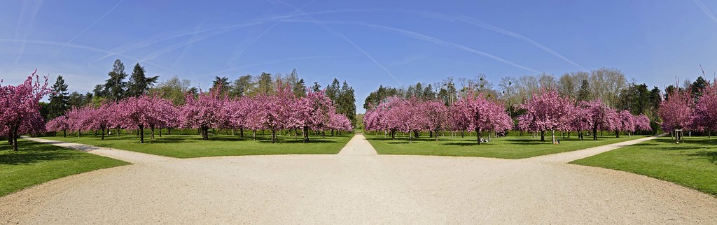 Cerisiers en fleurs du Parc de Sceaux (Panorama 22-28)