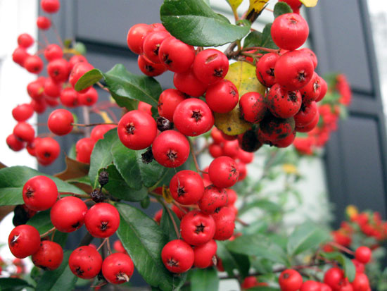 Festive Red Berries (Click to enlarge)