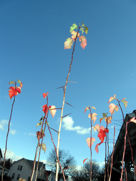 Bright Leaves, Blue Sky (Click to enlarge)