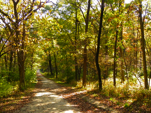 Autumn in Swallow Cliff Woods (Cook County Forest Preserve), Palos Park, IL  (43)