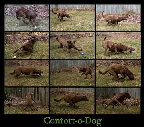 Contort-o-dog (3/52 outtakes)