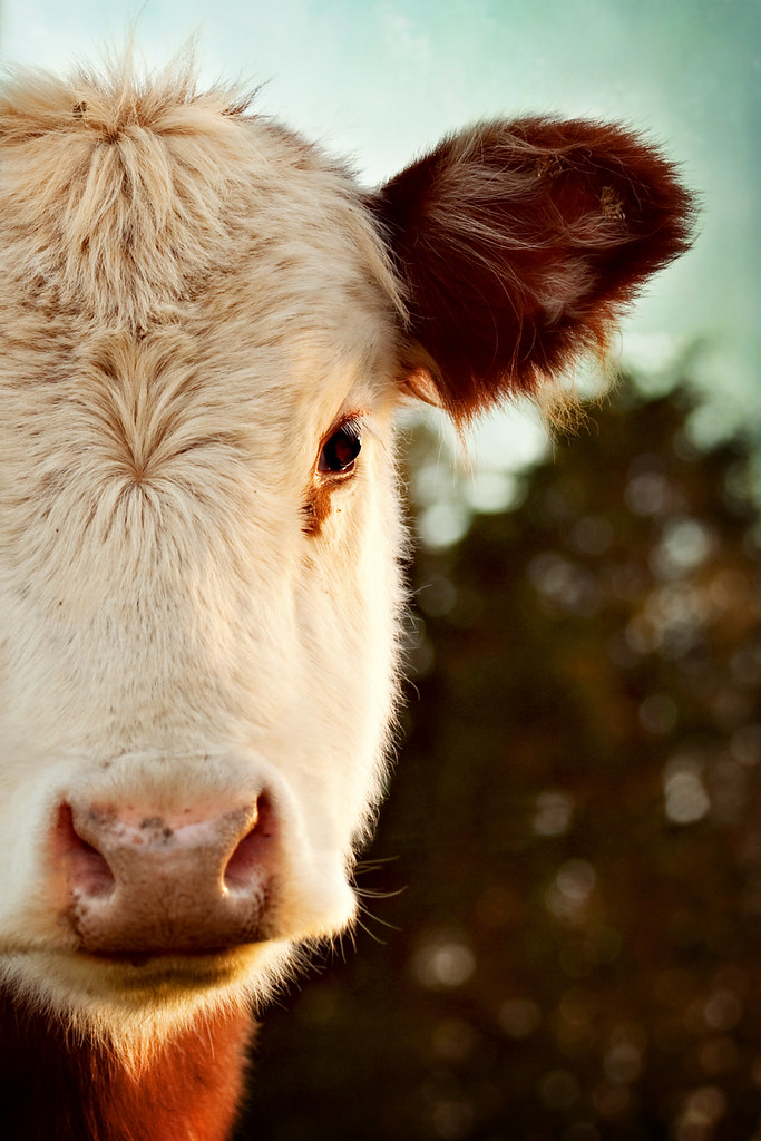 Cow Close-up