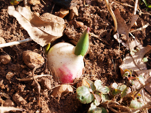 Tulip Bulb Sprout