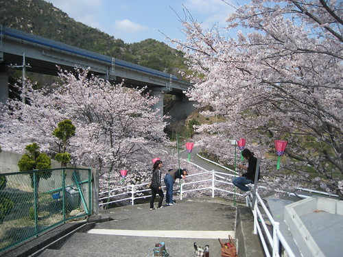 広島 桜 スポット