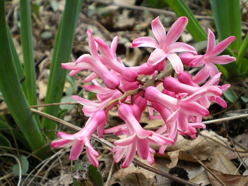 pink hyacinth.jpg