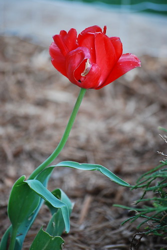 Tattered Tulip
