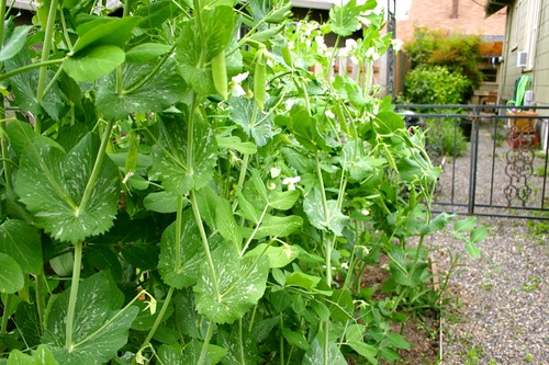 peas? we have peas! and beyond that, an entire bed of arugula