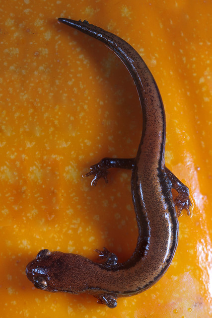 Redbacked Salamander (Plethodon cinereus)