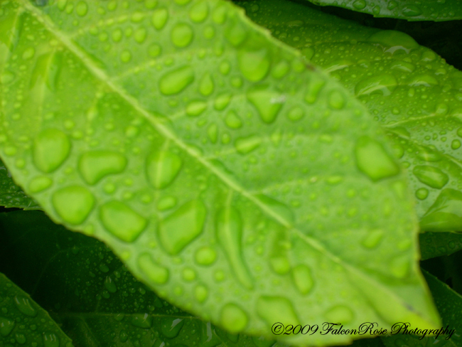2009-20-29_rain-droplets_on_greenleaf_rs