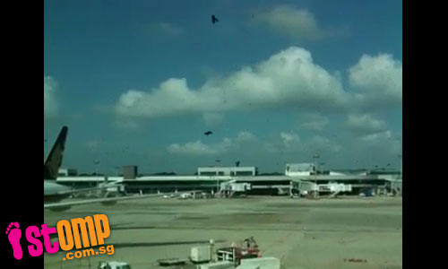  Invasion of bees at Changi Airport forces change in AirAsia gate