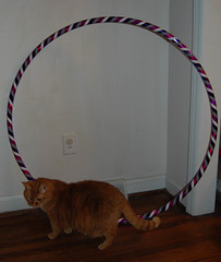 hula hoop cat