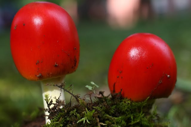 10_Mushrooms9
