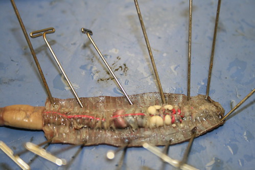 earthworm dissection labeled. Earthworm+dissection