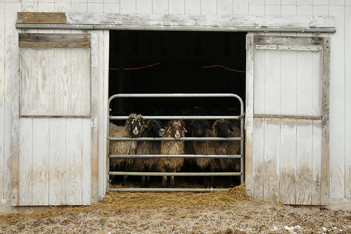The Ewe Barn